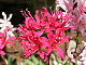 Nerine