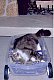 bratcat bratcat