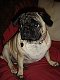 reesethepug reesethepug
