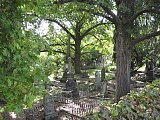 Trees -  Southern Hemisphere style