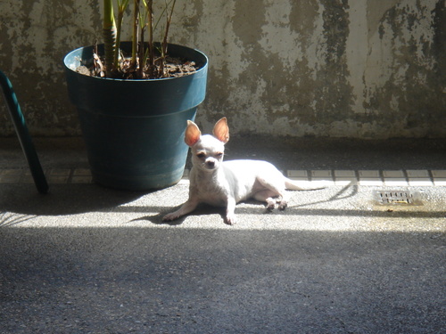 My Sunbathing Chihuahua