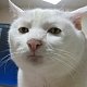 SeriousCat
