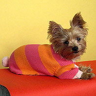 Latest Fashion Trends for Dogs