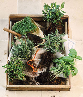 Five Easy Herbs to Start Your Garden
