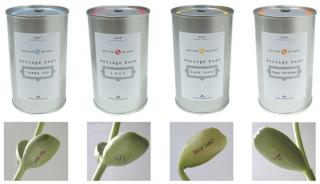 Crave Worthy: Message Bean