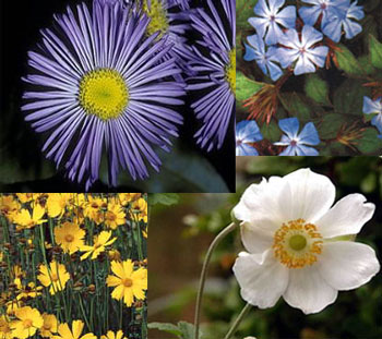 Planting Perennials For Your Fall Garden