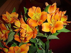 Flowers 101: Alstroemeria
