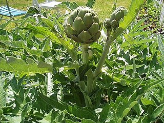 Name This Plant