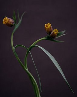 Midday Muse:  Autumn Flora