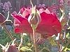Name This Flower