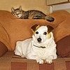 Pet Beds For Modern Interiors