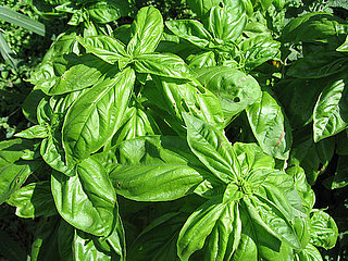 Name This Herb