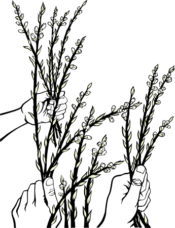thorns thorns