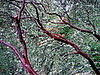 Midday Muse: Beautiful Branches