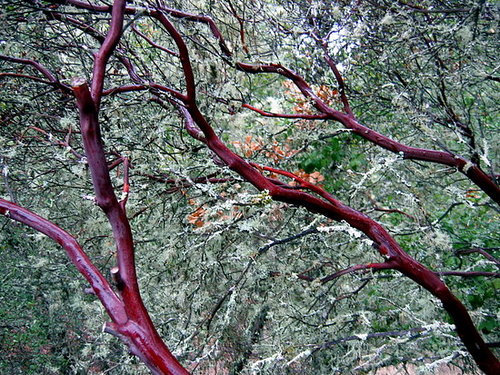 Midday Muse: Beautiful Branches