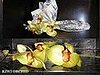 Steal of the Day: Kiwi Orchid Napkin Rings
