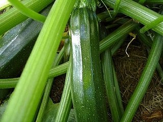 Name This Plant