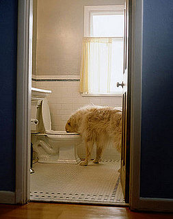 Pet-Proofing Your Home: Bathroom