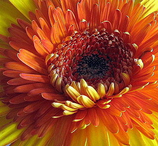 Plants That Purify:  Chrysanthemum