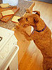 Pet-Proofing Your Home: Kitchen