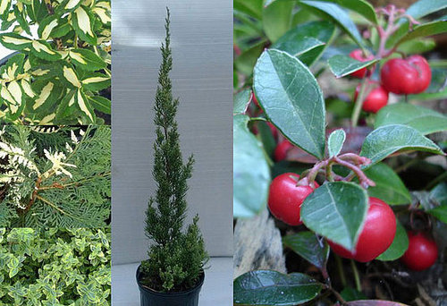Creating Festive Winter Gardens