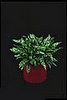 Plants That Purify:  Chinese Evergreen