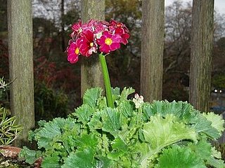 Name This Flower