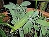 Name This Plant