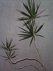Plants That Purify: Dracaena Plants That Purify: Dracaena