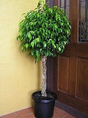 Plants That Purify: Ficus Plants That Purify: Ficus