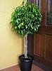Plants That Purify:  Ficus