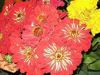 Test Your Flower Power