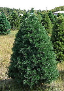 Name This Christmas Tree