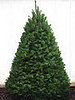 Name This Christmas Tree