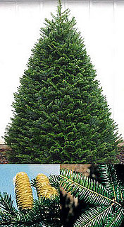 Name This Christmas Tree
