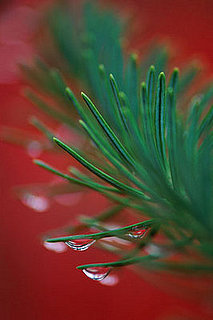 How To:  Keep Your Tree Looking Its Best