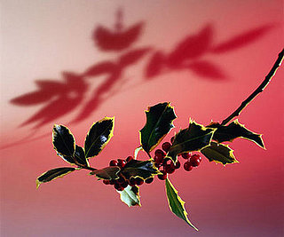 Ten Tips 'Til the Holiday: Hanging Plants