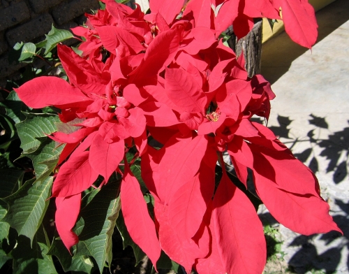 Test Your Poinsettia Knowledge
