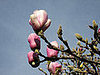 Name This Tree
