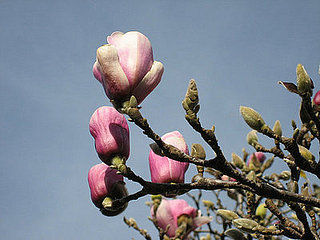 Name This Tree