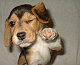 lawyerpup