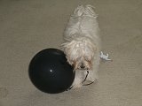 my bents playing with his new favorite toy