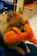 qphisto qphisto