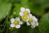 My Flowers