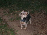 Frankie, the Yorkie, is birdwatching!