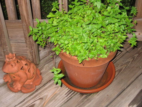 Growing Mint is Easy!