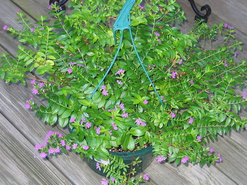 Mexican Heather - A Pretty Plant for Full Sun