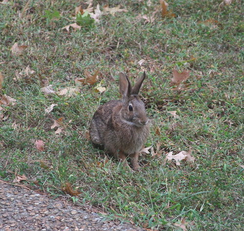 Funny Bunny