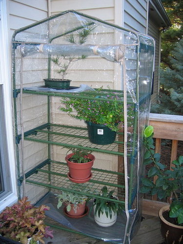 Mini Greenhouse