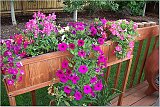 petunias